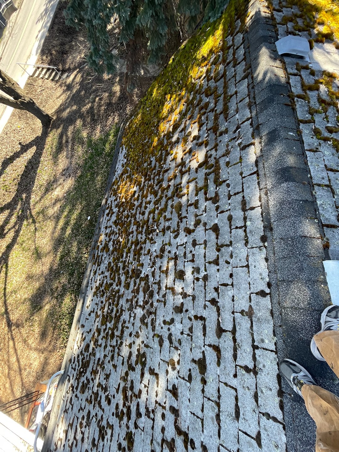 Moss Removal in Pullman, WA