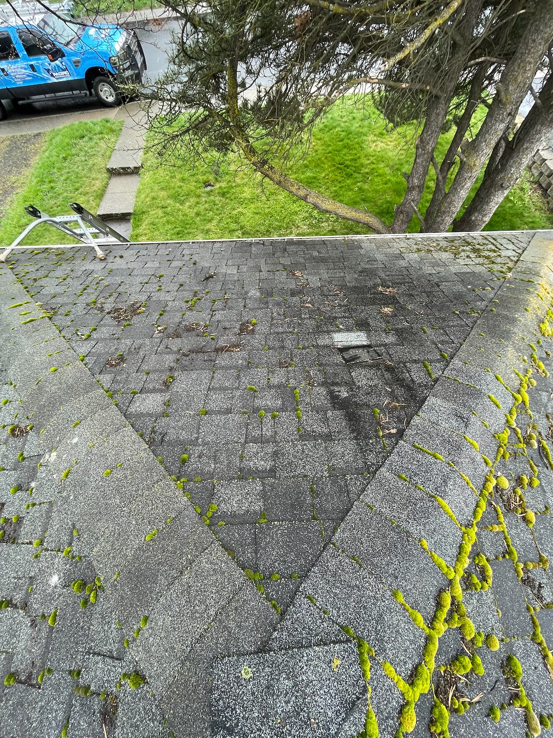 Moss Removal Roof Cleaning in Pullman