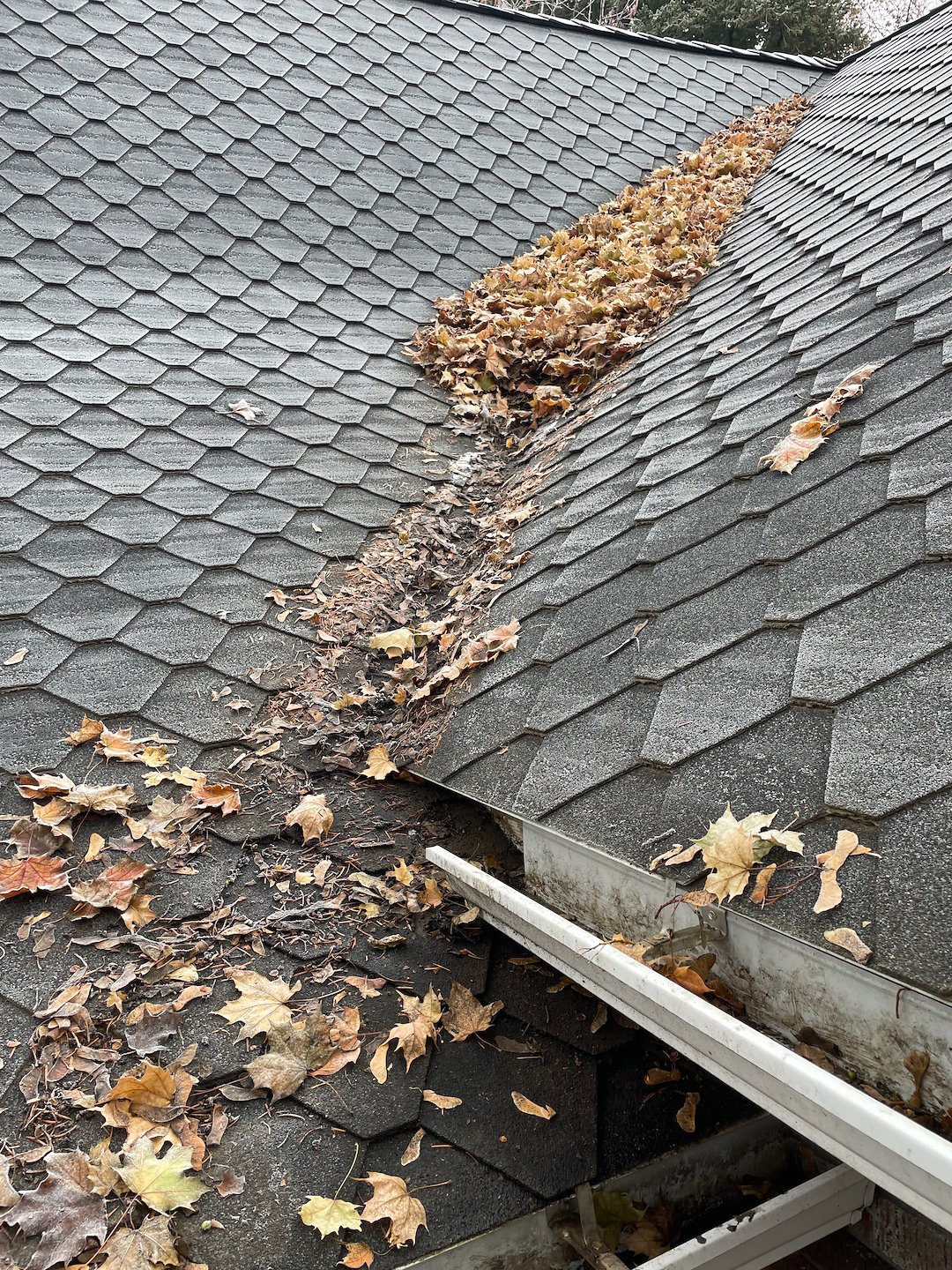 Roof Debris Removal and Gutter Clean Out in Pullman
