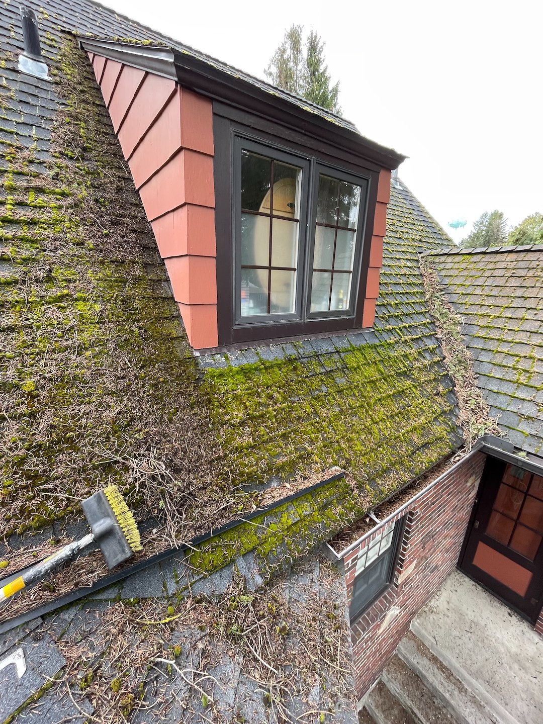 Roof Moss Removal in Pullman